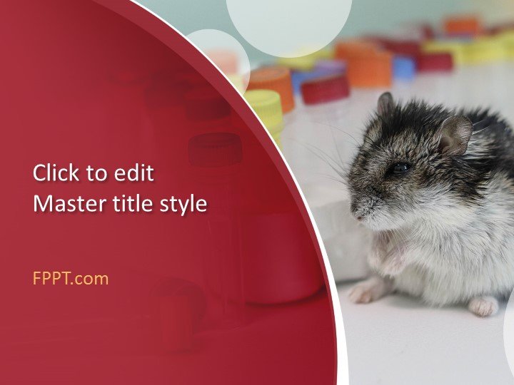 PPT - All About Hamsters PowerPoint Presentation, free download - ID:108105